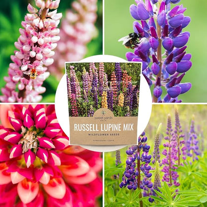 Russell Lupine Seeds – Extra Large Packet – Over 1,300 Open Pollinated Non-GMO Perennial Wildflower Seeds – Lupinus polyphyllus