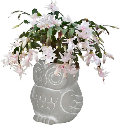 Classic Home and Garden Cement Buddies Animal Planters - Cute Desk Decoration - UV Coated Animal Vase w/Removable Drain Plug - Succulent Plant Pot for Indoor/Outdoor (Owl Planter, Natural, Small)