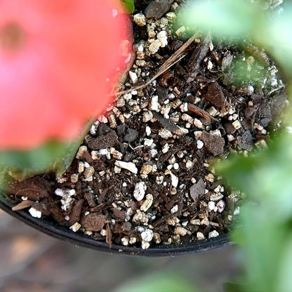1lbs/2lbs Horticultural Vermiculite Bulk,Organic Vermiculite for Plants,Hydroponics, Terrariums, Orchids, Mushroom Or Reptile Habitats (2lb)