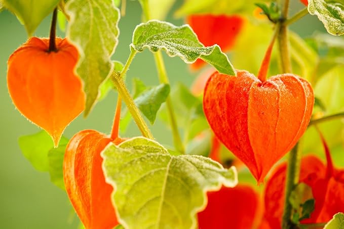 200+ Seeds Strawberry Ground Cherry - Physalis - Vegetable Orange