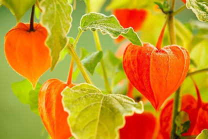 200+ Seeds Strawberry Ground Cherry - Physalis - Vegetable Orange