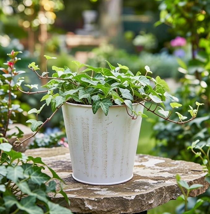 Hosley Set of 3 White Wash Finish Bucket/Pots with PVC Liner, 5" Dia x 4.75" H Ideal Gift for Floral Arrangements Wedding Home Office Party DIY Indoor Outdoor Garden Patio