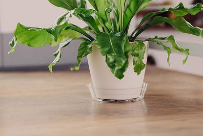 Curtis Wagner Plastics Drip Pan Plant Saucers (5-Pack) - Clear, Round (Diameter: 11" Base, 12" Top, 1.25" Depth) Thin Plastic Planter to be Used as Indoor Pot & for Outdoor Plant Pots