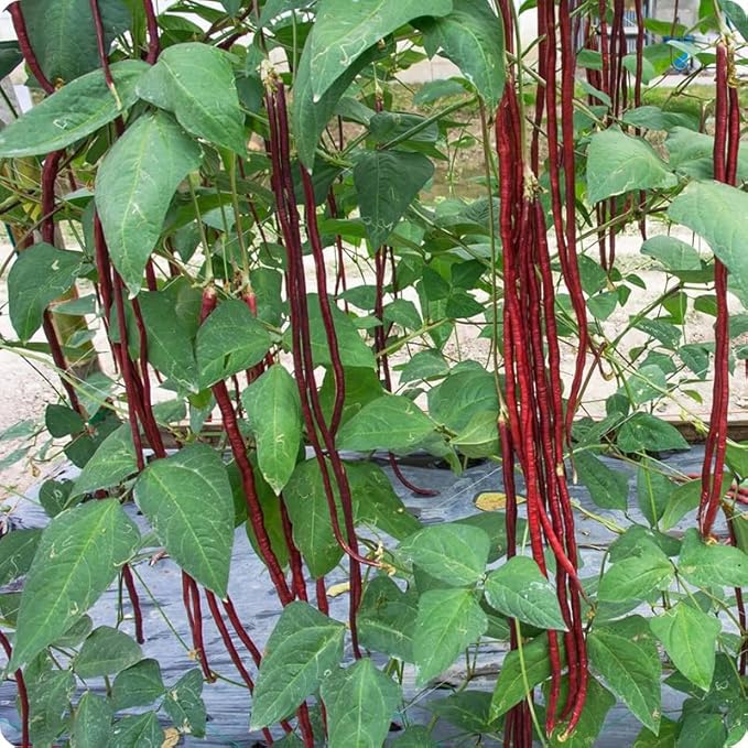 25+ Mixed Yard Long Bean Seeds Green or Purple Red Asian Chinese Long Bean Vegetable Garden Planting