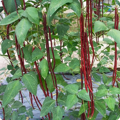 25+ Mixed Yard Long Bean Seeds Green or Purple Red Asian Chinese Long Bean Vegetable Garden Planting