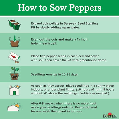 Burpee Gypsy Sweet Pepper Seeds 30 seeds