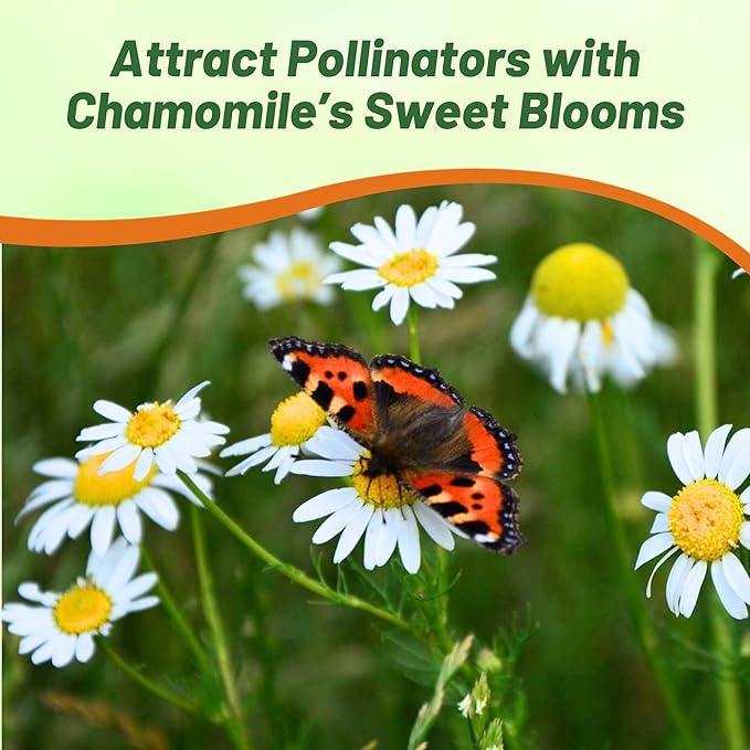 Outsidepride German Chamomile Seeds - 5000 Pcs Annual, Drought Tolerant, Self-Seeding & Versatile, Herb Seeds for Planting Sweet Scented Daisy-Like Blooms, Ideal for Slopes & Pollinator Gardens