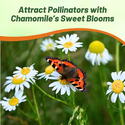 Outsidepride German Chamomile Seeds - 5000 Pcs Annual, Drought Tolerant, Self-Seeding & Versatile, Herb Seeds for Planting Sweet Scented Daisy-Like Blooms, Ideal for Slopes & Pollinator Gardens