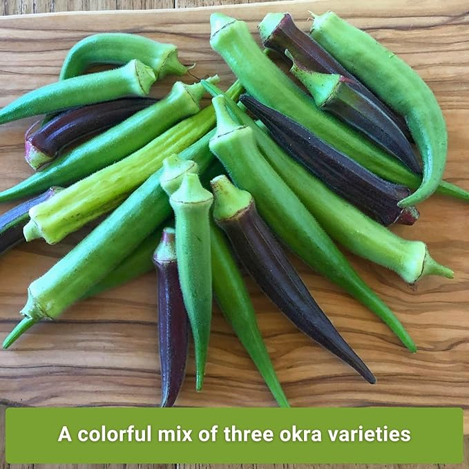 Sow Right Seeds - Okra Seed Collection for Planting - Burgundy, Clemson Spineless, and Emerald Varieties - Non-GMO Heirloom Packet to Plant a Home Vegetable Garden - Productive Summer Crop