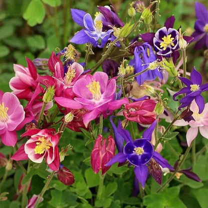 1000 Columbine Seeds (Aquilegia) – Perennial Non-GMO Flower Seeds That Attract Hummingbirds, Bees & Butterflies for Gardens, Borders, Cut Flowers & Pollinator Beds