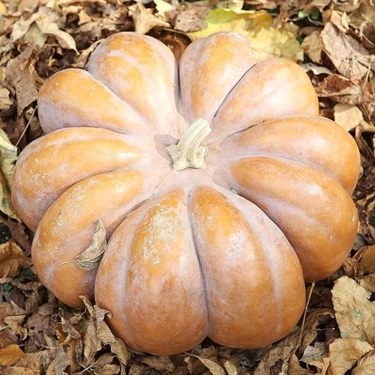 Eden Brothers Pumpkin Seeds - Fairytale Non-GMO Seeds for Planting, Packet | High-Yielding, Fast Growing Vegetable Seeds, Plant During Warm Season, Zones 3, 4, 5, 6, 7, 8, 9, 10