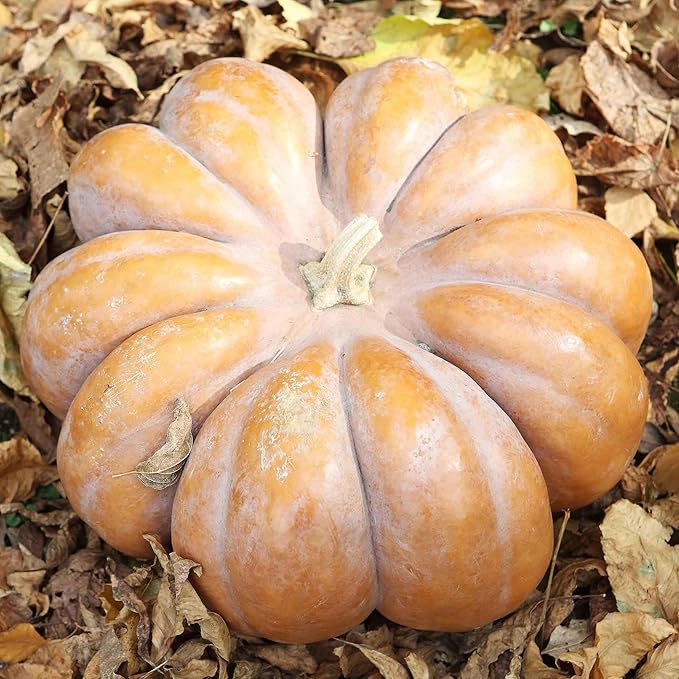Eden Brothers Pumpkin Seeds - Fairytale Non-GMO Seeds for Planting, 1 Pound | High-Yielding, Fast Growing Vegetable Seeds, Plant During Warm Season, Zones 3, 4, 5, 6, 7, 8, 9, 10