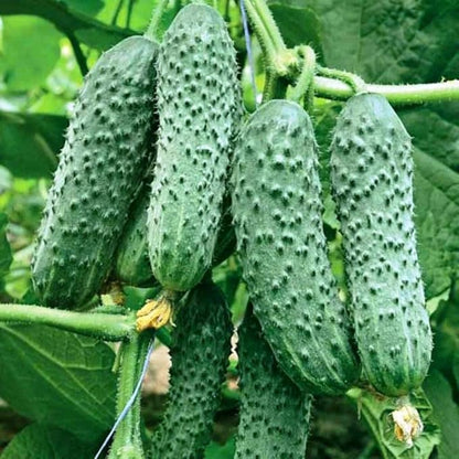 Seeds Vegetable Cucumber Envy of The Neighbors F1 Early for Pickling - 30 Seeds
