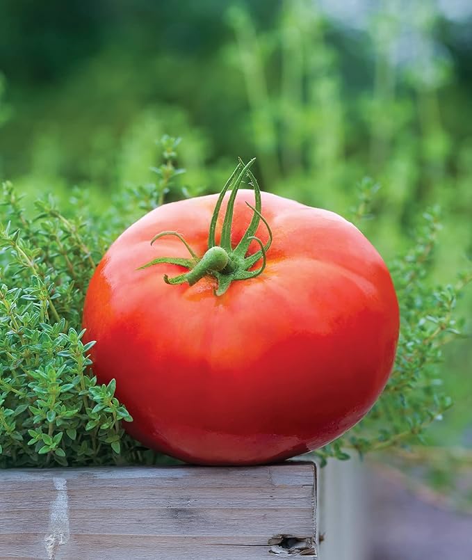 Burpee 'Big Daddy' Hybrid , Red Slicing Tomato , 35 Non-GMO Seeds