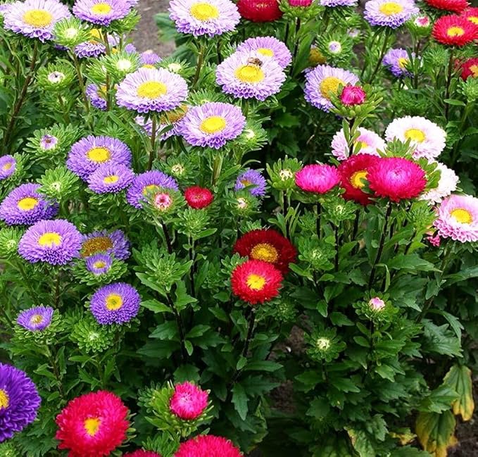 200+ Perennial Aster Flower Seeds for Planting Outdoors-Rainbow Flower Garden Home Fragrant Butterfly