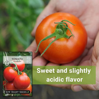 Sow Right Seeds - Marglobe Tomato Seeds for Planting - Non-GMO Heirloom Packet with Instructions to Plant and Grow a Home Vegetable Garden - Classic Medium Red Variety - Determinate Hydroponic (4)