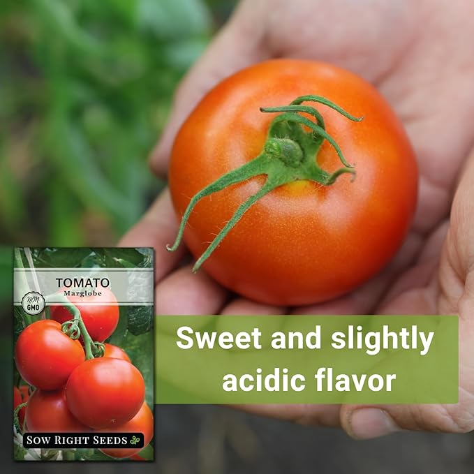 Sow Right Seeds - Marglobe Tomato Seeds for Planting - Non-GMO Heirloom Packet with Instructions to Plant and Grow a Home Vegetable Garden - Classic Medium Red Variety - Determinate Hydroponic (1)