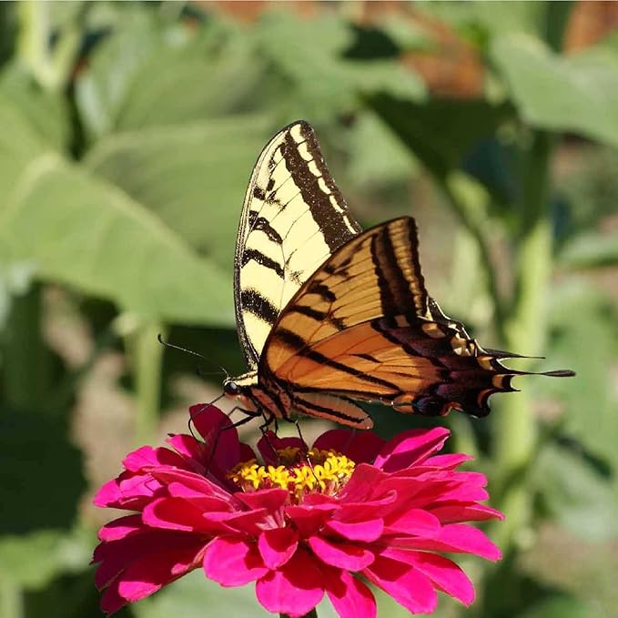 Zinnia Seeds for Planting Outdoors ~1,500 California Giant Mix Zinnia Seeds - Beautiful 4' Tall Wildflower Blossoms - Zinnia elegans Pollinator Seed Mix - Bright, Cheerful Annual Flower Seed