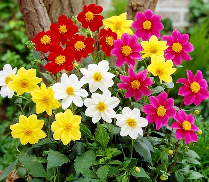 100+ Perennial Mixed Mini Dahlia Pompon Flower Seeds for Planting Ourdoor Beautiful Heirloom