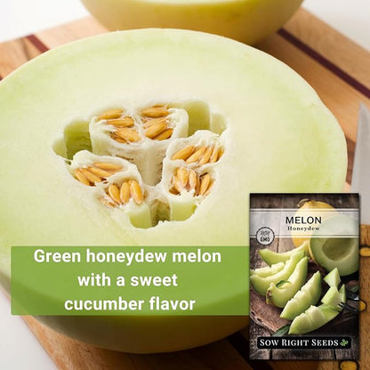 Sow Right Seeds - Green Honeydew Melon Seeds for Planting - Non-GMO Heirloom Packet with Instructions to Plant a Home Vegetable Garden - Super Sweet and Crisp Green Honey Dew Cantaloupe (2)