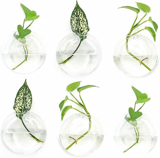 6 PCS Glass Wall Hanging Planters for Flowers, Hydroponics, Indoor Use, Medium, Transparent, Round, Classic Style