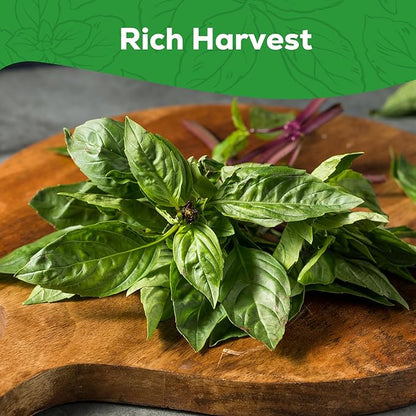 Thai Basil Seeds for Planting - 500 Heirloom, Non-GMO Seeds - Thai Basil Herb Seeds for Home Herb Garden, Indoor & Outdoor Herb Gardening