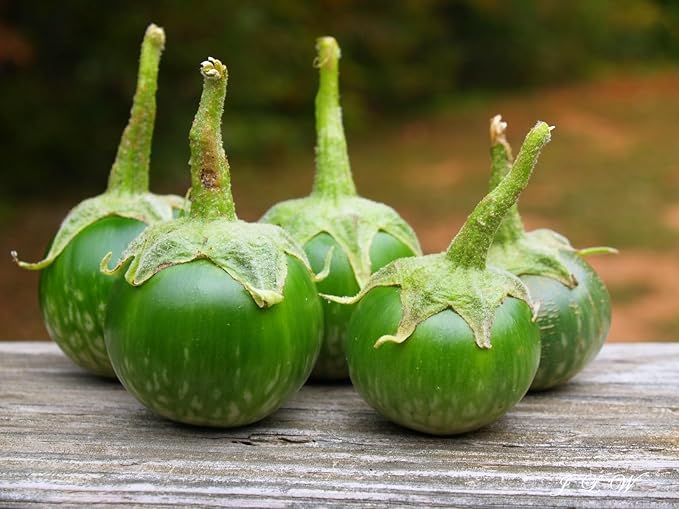 TomorrowSeeds - Petch Siam Thai Eggplant Seeds - 200+ Count & 200+ Purple Shine F1 Chinese Eggplant - for 2026 Planting Small Green Brinjal Baby Round Egg Aubergine Eggplants Melongene USA Garden