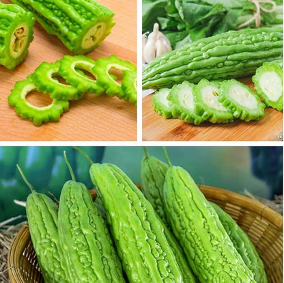 Long Bitter Melon Seeds 30pcs - Bitter Gourd Heirloom Non-GMO Bittermelon Seeds with Easy to Follow AKA. Bitter Gourd, Bitter Squash, Balsam Pear, Kyushu, Karela, Goya