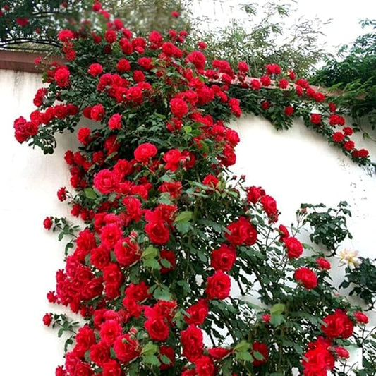 100PCS Red Climbing Rose Seeds Perennial Fragrant Flower Seeds Heirloom