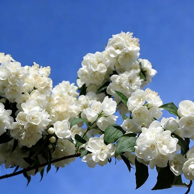 Jasmine Flower Seeds for Planting, 99 Double Jasminum Sambac Seeds, Perennial Flower Plants, Non-GMO Heirloom Climbing Jasmine Seed for Home Garden, Balcony, Vertical Garden Decor