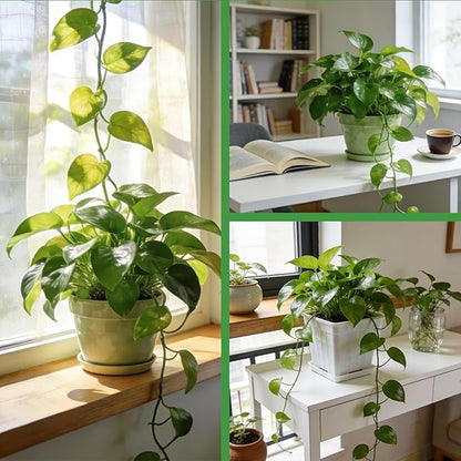 Pothos Potting Soil -100% Natural 10qt, Well-Draining and Aerated for Healthy Indoor Plants