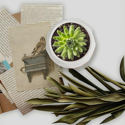 ZOUTOG Succulent Plant Pot 12 Pack, 2.5 inch Square Pattern Ceramic Planters with Bamboo Tray, Small Succulent Pots Indoor, White Office Desk Decor (Seeds＆ Plants Not Included)
