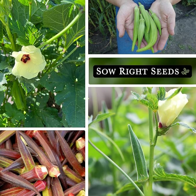Sow Right Seeds - Okra Seed Collection for Planting - Burgundy, Clemson Spineless, and Emerald Varieties - Non-GMO Heirloom Packet to Plant a Home Vegetable Garden - Productive Summer Crop