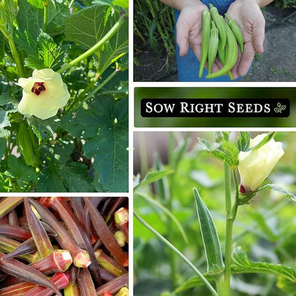 Sow Right Seeds - Okra Seed Collection for Planting - Burgundy, Clemson Spineless, and Emerald Varieties - Non-GMO Heirloom Packet to Plant a Home Vegetable Garden - Productive Summer Crop