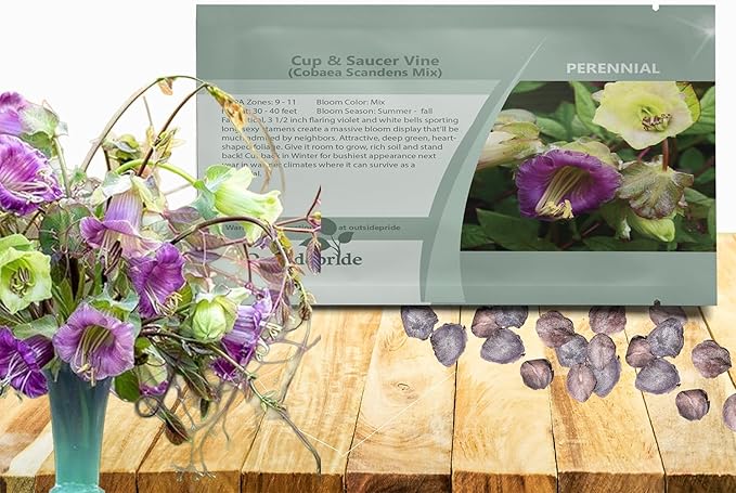 Outsidepride Mix Cobea Cup and Saucer Vine Seeds - 100 Pcs Perennial Climbing Vine Flower Seeds with Lush Foliage & Large Flowers That Attract Pollinators, for Fences, Trellises, or Walls