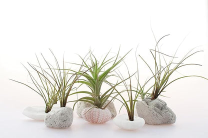 Tillandsia Air Plants Live Indoor Plants (6PK), Airplants Variety Live Plant Kit, Tropical Plants Live Houseplants, Air Plant Live Succulents Plants Live Plants Indoor House Plants by Plants for Pets