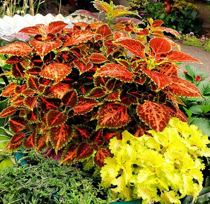 100 pcs Coleus Rainbow Mix Seeds for Planting - Beautiful Flowers - Indoors or Outdoors - Non-GMO Heirloom Seeds