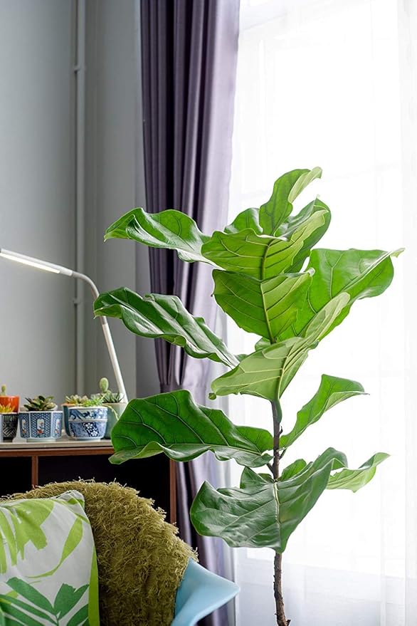 Fiddle Leaf Fig TreeFertilizer(Slow-Release Pellets) Ficus Plant Food Improves Leaves/Branches Potted Indoor Trees Treatment by Aquatic Arts