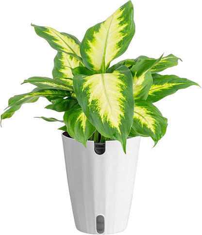 Costa Farms Dieffenbachia Live Indoor Plant, Easy to Grow Houseplant, Potted in Indoors Garden Nursery Plant Pot, Potting Soil Mix, Grower's Choice, Home and Office Plants Decor, 1 Foot Tall