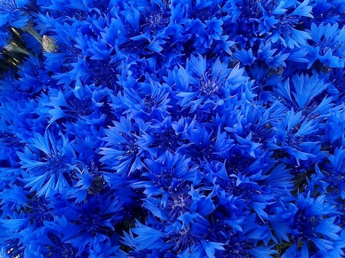 Seeds Blue Cornflower 200+ Seeds for Planting Bachelor’s Buttons Annual Flower Non-GMO