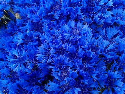 Seeds Blue Cornflower 200+ Seeds for Planting Bachelor’s Buttons Annual Flower Non-GMO
