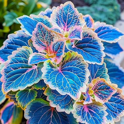 Coleus Seeds, 100 Pack, Indoor Outdoor Colorful Foliage Plant, Shade-Loving Garden Decor