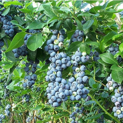 200+ Blueberries Seeds Organic-Blueberry Seeds Non GMO Fruit Tree Berry Seed-Blue Berries Seed Heirloom for Planting Outdoors