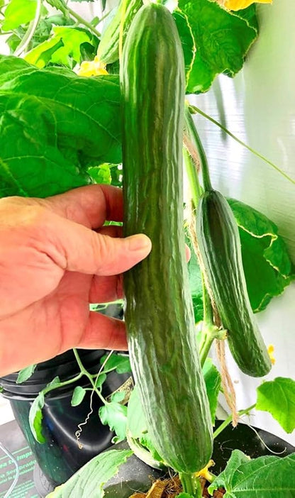 TomorrowSeeds - English Telegraph Improved Burpless Cucumber (English Cucumber) Seeds - 30+ Count - for 2026 Planting Hothouse Cucumbers Crisp European Near-Seedless Long Heirloom Vegetable