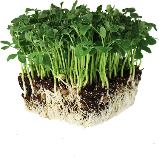 Speckled Pea Sprouting Seeds - 1 Lbs