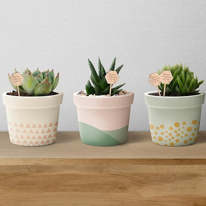30Pcs Thank You for Helping Me Grow Succulent Tags Wedding Favors, Hexagon Baby Succulents Favors Tags Wooden Plant Labels, Teachers Appreciation Gift Wooden Garden Stakes Thanksgiving Gift Tag
