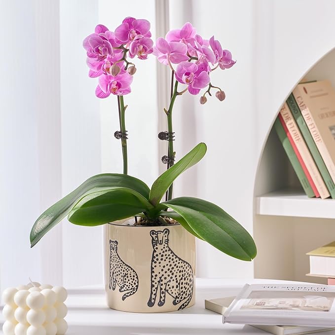 5 Inch Ceramic Planters for Indoor Plants, Funny Small Plant Pots with Drainage, Unique Decorative Cute Flower Pot Panthers Round Flowerpots