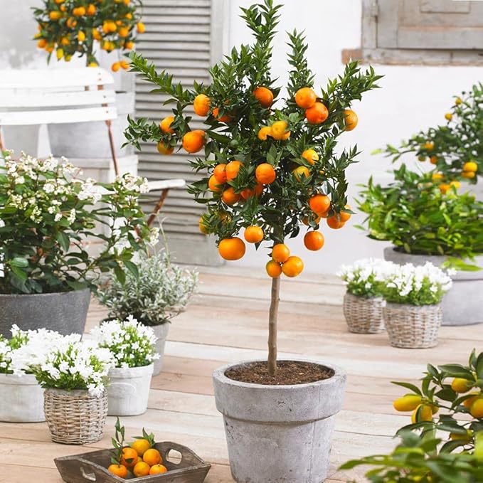 Gardenera's Premium Orange Tree Soil Mix - Quick Drain Potting Soil for Growing and Repotting Citrus Sinensis - 5 Quart