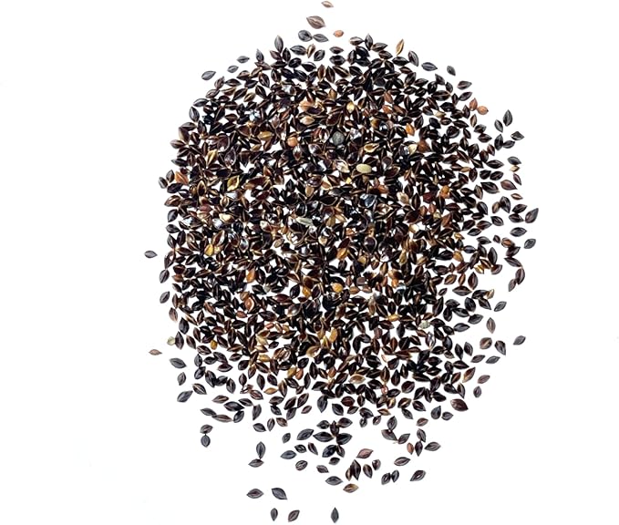 Seed Needs Large Leaf Sorrel Seeds for Planting - Heirloom Non-GMO & Untreated Medicinal or Culinary Herb - Grow a Home Grown Outdoor Garden (2 Packs)