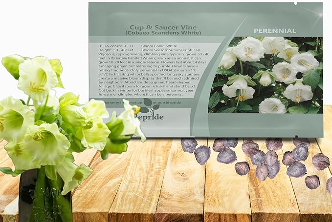 Outsidepride White Cobea Cup and Saucer Vine Seeds - 200 Pcs Perennial Climbing Vine Flower Seeds with Lush Foliage & Large Flowers That Attract Pollinators, for Fences, Trellises, or Walls